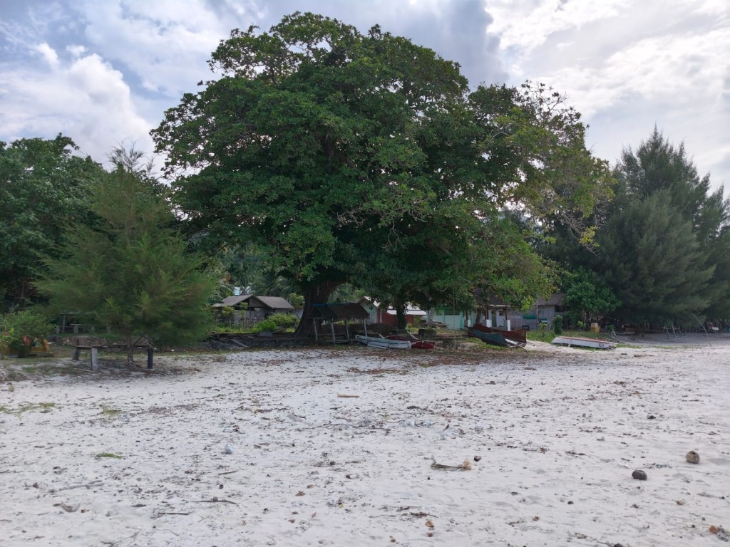 permandangan di pantai di siyang hari di posisi bawah pohon kayu di pinggir pantai